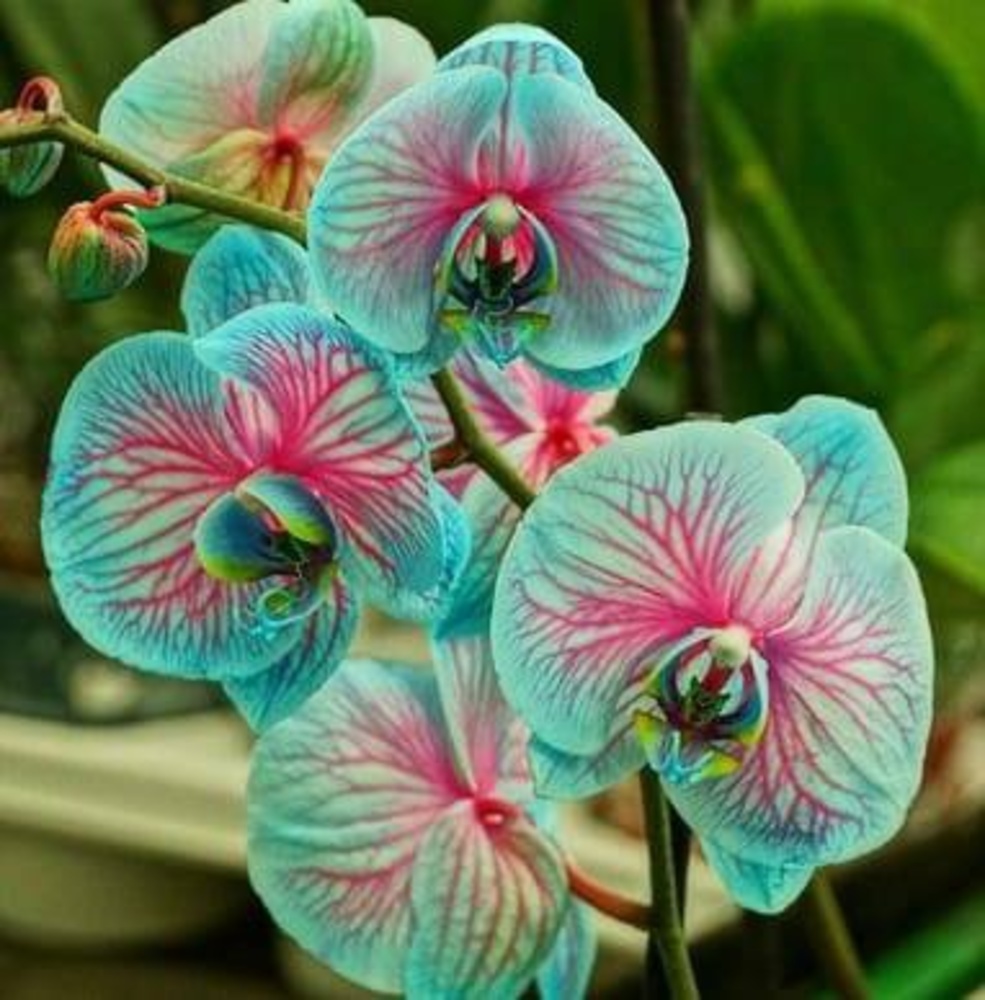 Meet your Posher, Jacqueline